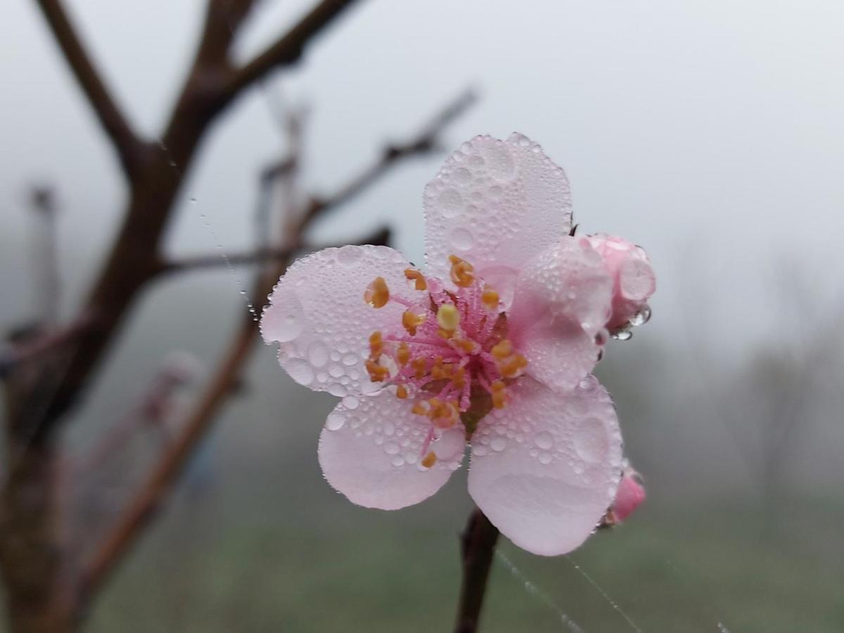 Moc Chau Peachy Garden Lägenhet Exteriör bild
